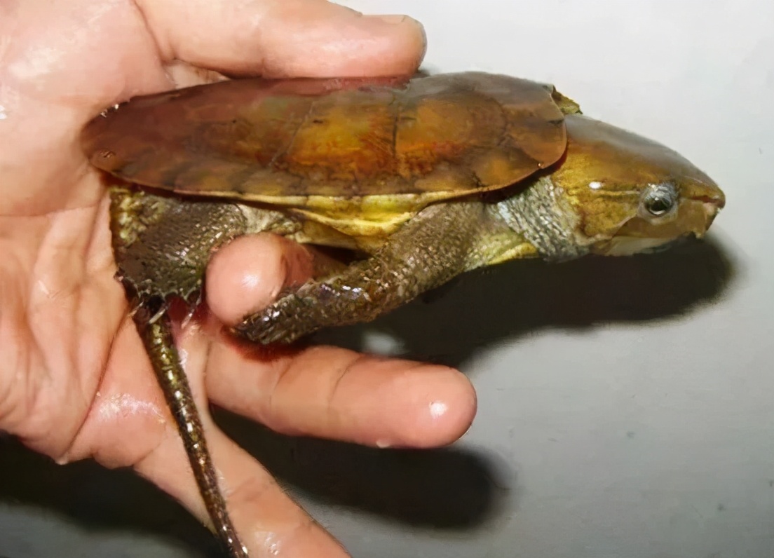 各种龟类图片大全大图,龟类展示会