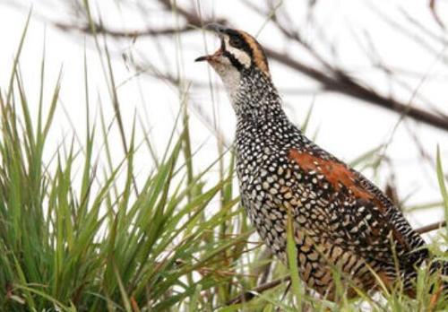 鹧鸪的饲养管理都需要注意什么，养殖利润高不高