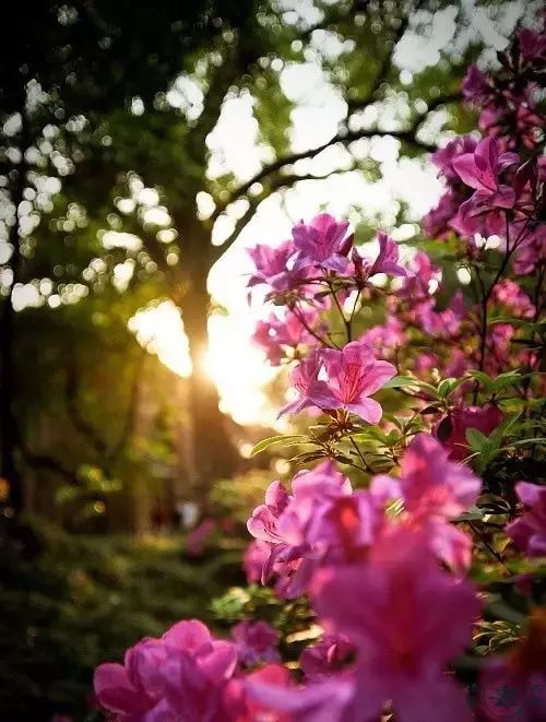 中国十大名花你认识几种呢,中国十大名花你喜欢哪种呢