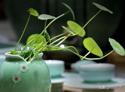 水培植物怎么剪根,最好看最好养的水培植物