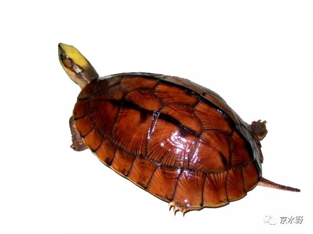 吉祥宠物金钱龟养殖与药用,金钱龟长寿的寓意