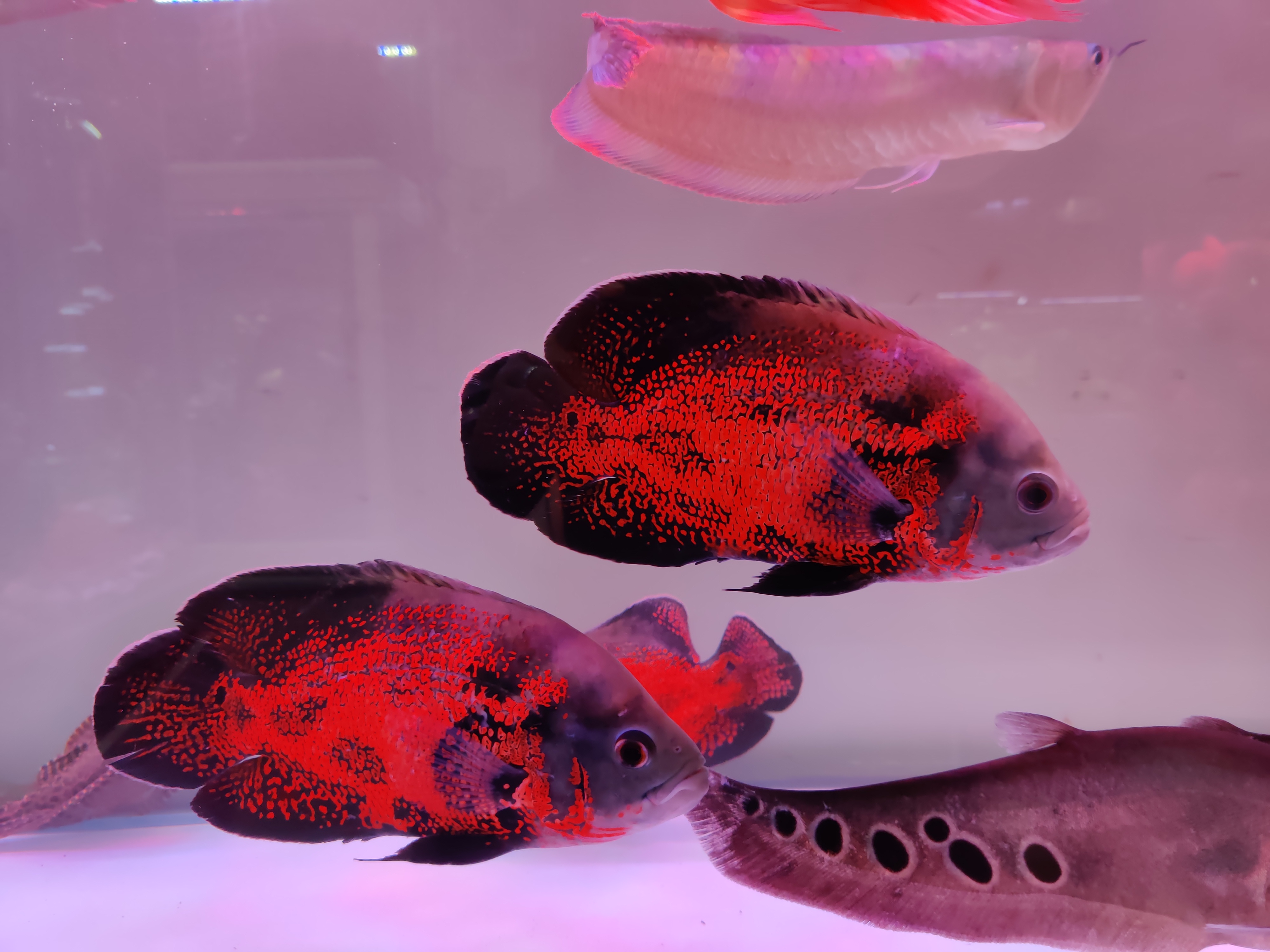 颜色对鱼的吸引力,颜色对锦鲤的影响