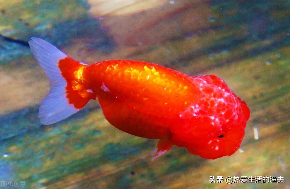 养了一周的金鱼不吃饲料怎么办,金鱼一直没喂饲料怎么存活下来的