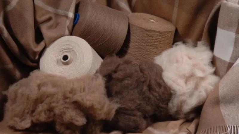 蒙古国的羊绒为什么在国内受欢迎,蒙古羊绒和苏格兰羊绒