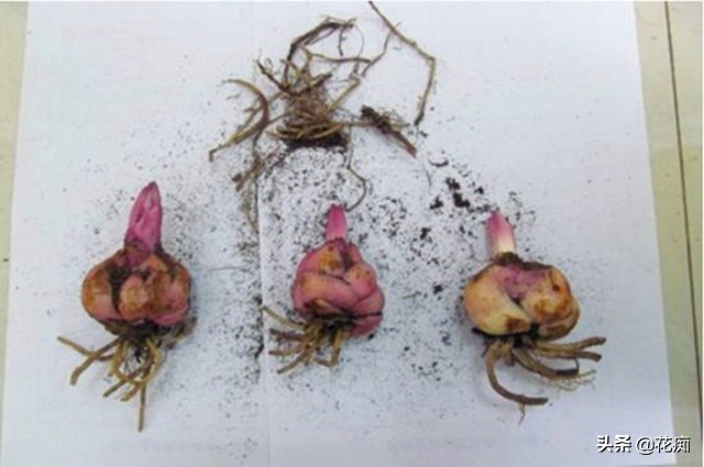 盆栽百合花枯萎后怎么处理,枯萎了的百合
