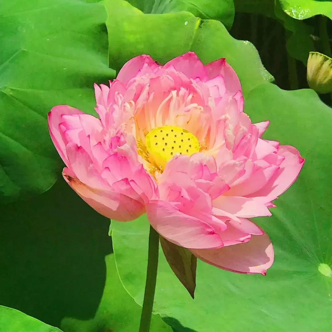 又到一年赏荷季又见荷花,广州莲花山荷花