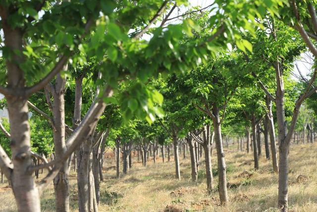 浠ユ按娑﹀煄,娑﹀煄娌抽亾娌荤悊宸ョ▼