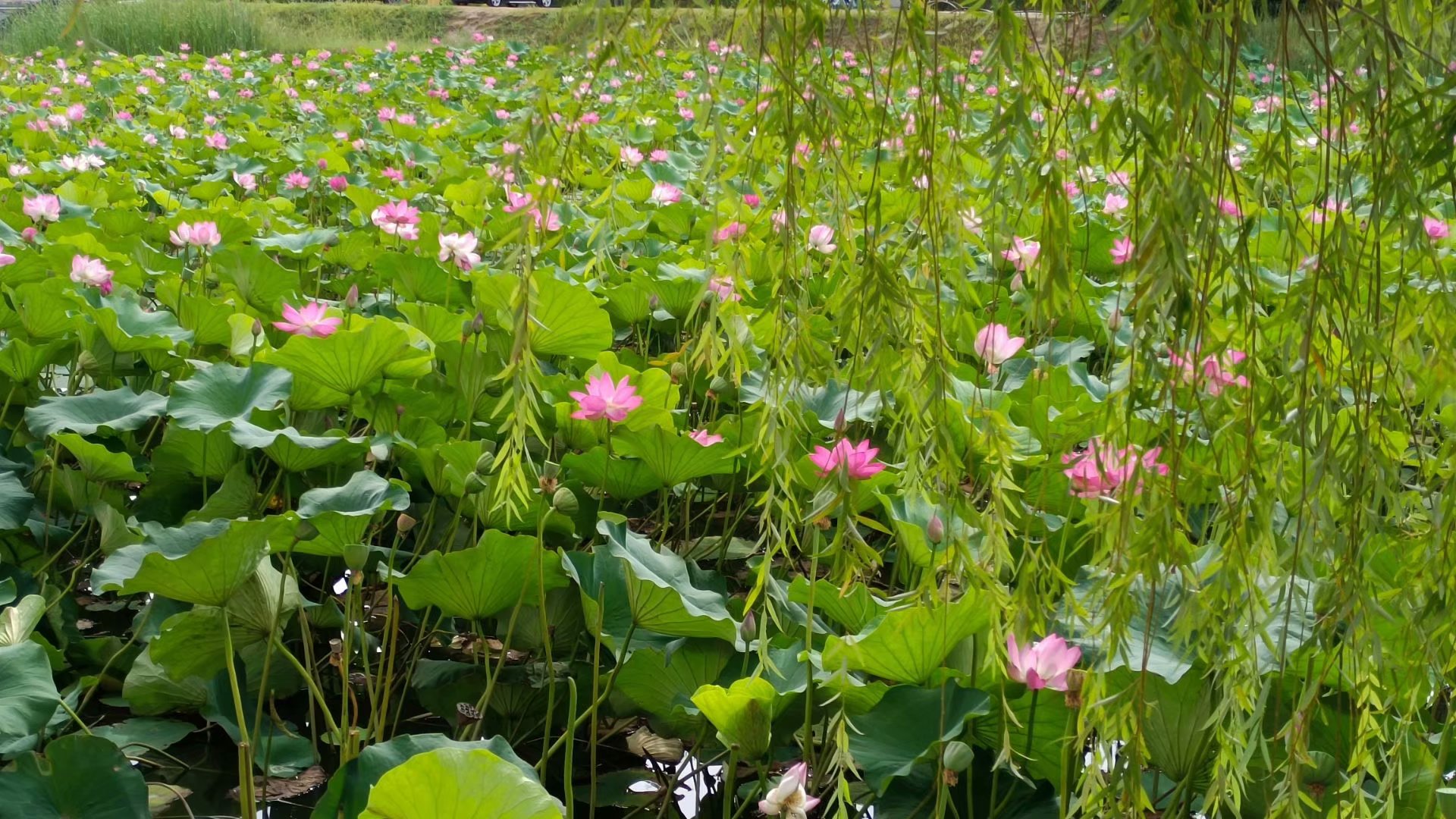 出淤泥而不染濯清涟而不妖原文,出淤泥而不染濯清涟而不妖行书