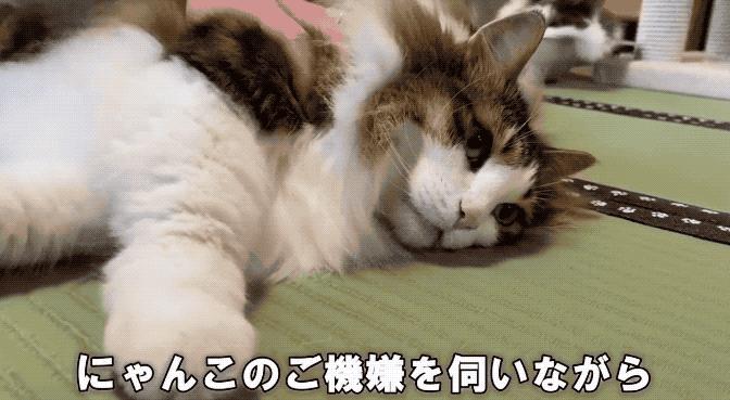 网友晒出5颗巨型毛球，救命！我快要窒息了