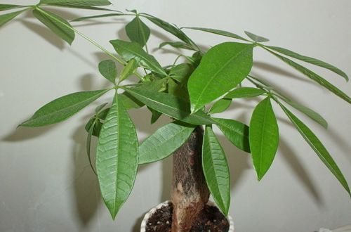 发财树叶子怎么养才能爆盆,发财树叶片怎么养