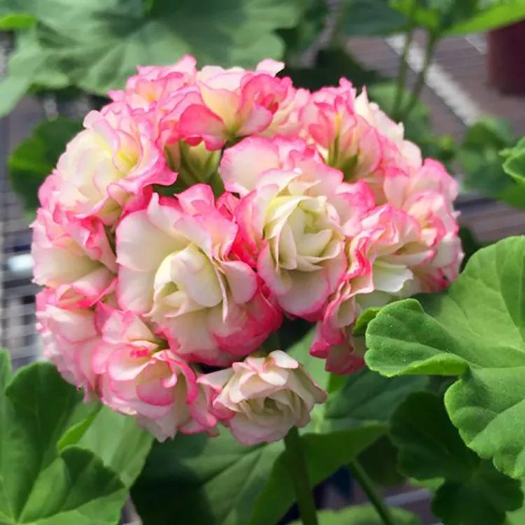 10种天竺葵,天竺葵100种图片大全