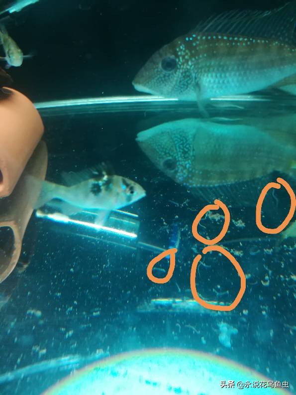 鱼缸蛋白虫和鱼虫怎么处理,鱼缸蛋白虫生物处理