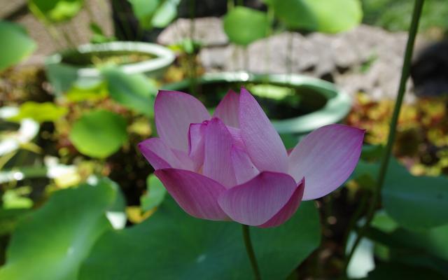 苏州拙政园园林借景,苏州拙政园唯美意境