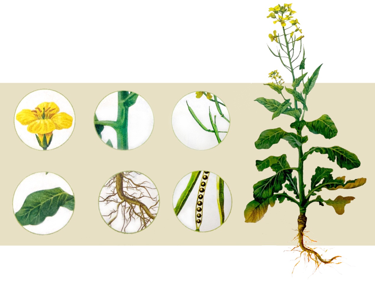 长着叶的模样,干着叶的活,为什么不给它叶的名分