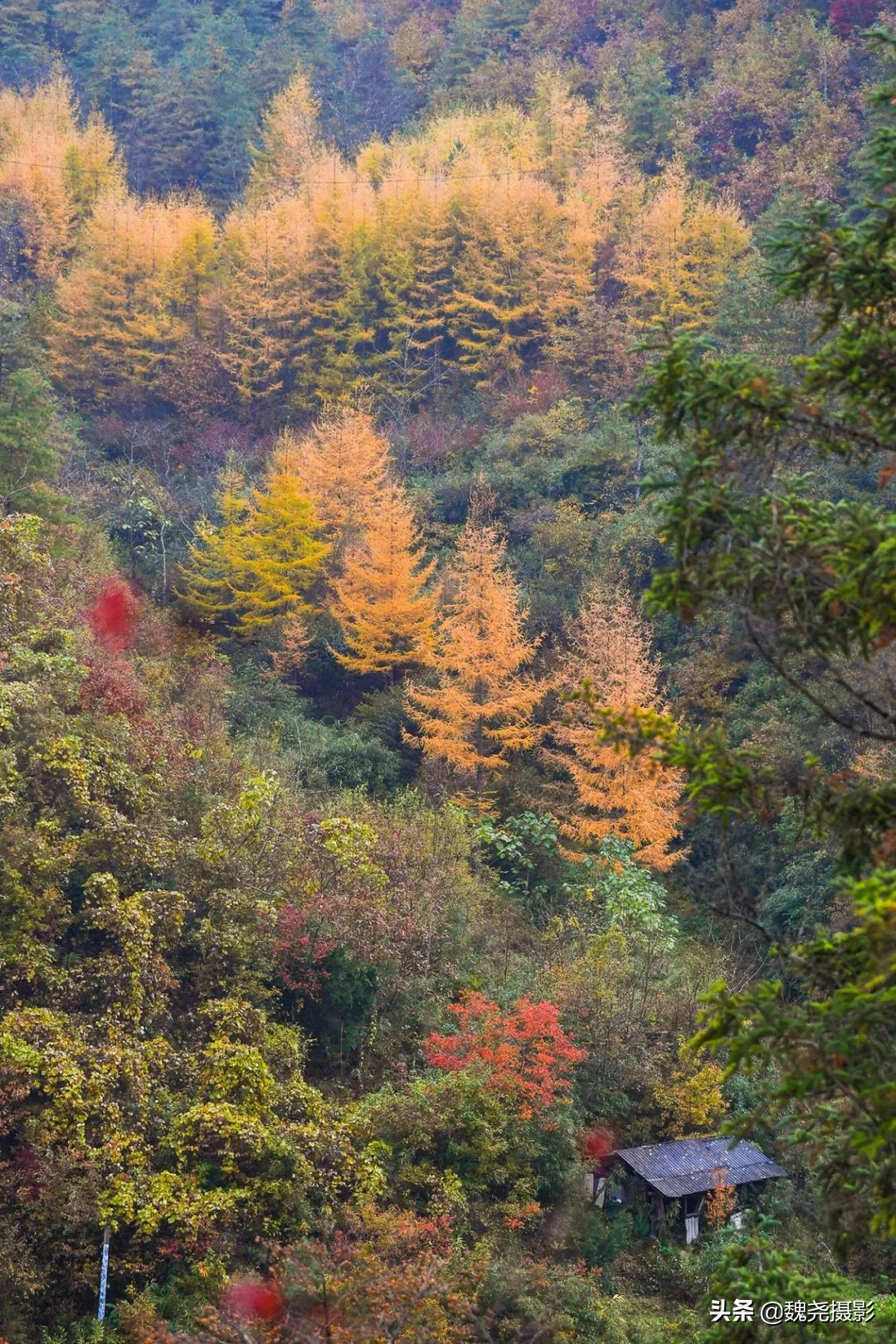 留坝秦岭之夜,留坝秦岭森林公园