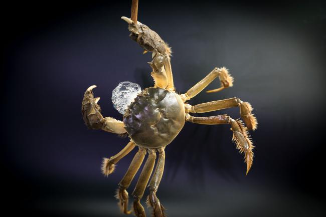 大闸蟹挑选小技巧和方法,大闸蟹怎么挑选最肥的