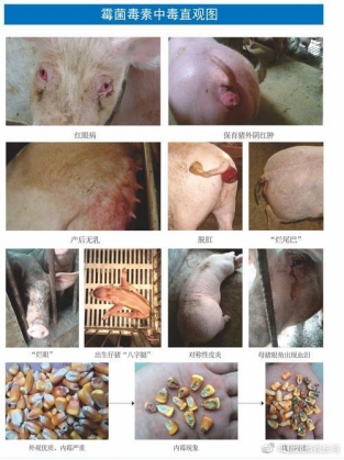 为什么母猪要排毒素,母猪为啥要排毒