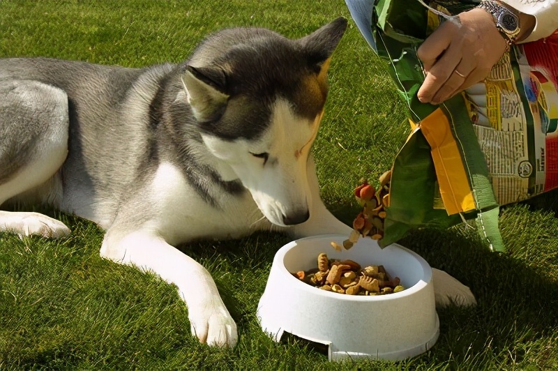我家狗狗眼睛发红什么原因,狗狗的鼻子颜色变浅是怎么个情况