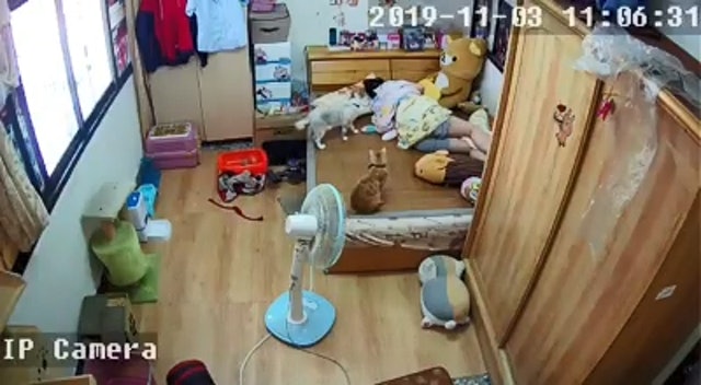 猫咪大报复!睡懒觉忘了喂猫被推倒的行李箱砸到轻微脑震荡