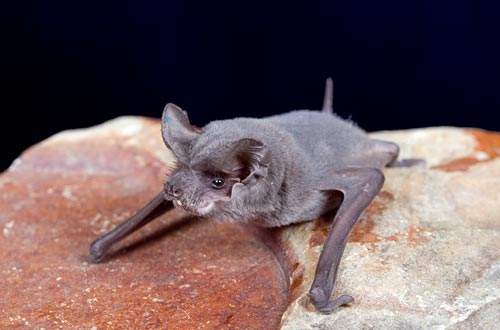 《山海经》蝙蝠,山海经里的蝙蝠