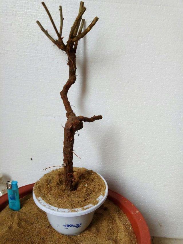 盆景梅花老桩怎么上盆,无花果老桩上盆多久发新芽