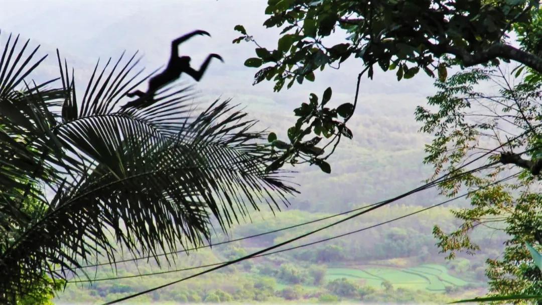 怎么去除米饭里的砷,如何去掉米饭里的蛋白质