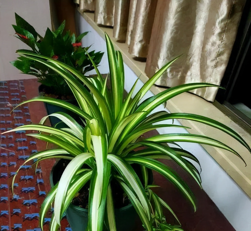 给人养殖什么花适合家养,什么花最好养又适合长期喝