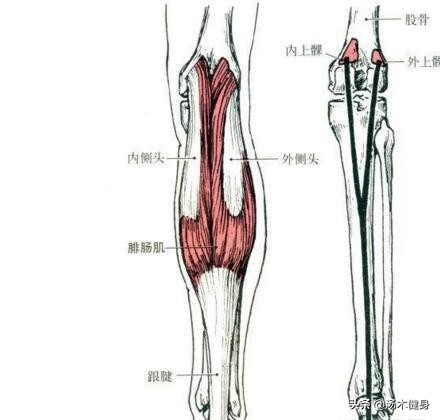 跑步对于下半身肌肉的训练,小腿迎面骨外侧肌肉疼怎么拉伸