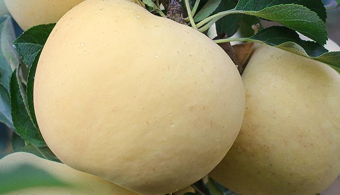 山东奶白桃,山东奶白脆苹果