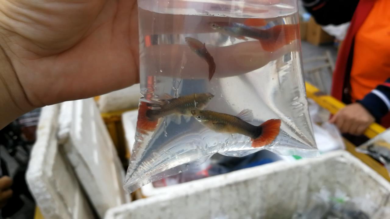 淡水水族馆观赏鱼市场,废弃花鸟市场捡漏观赏鱼