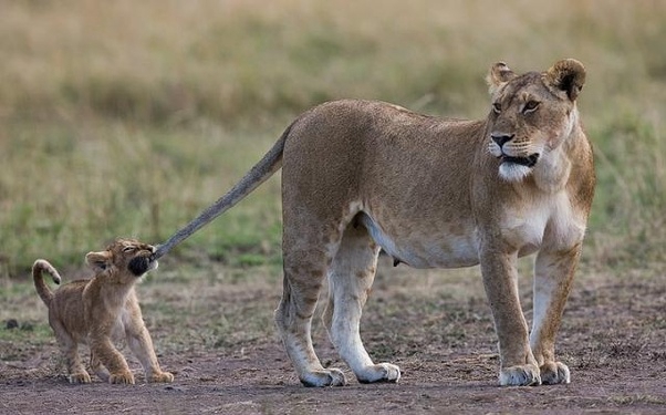 关于狮子的10个冷知识,冷知识之狮子