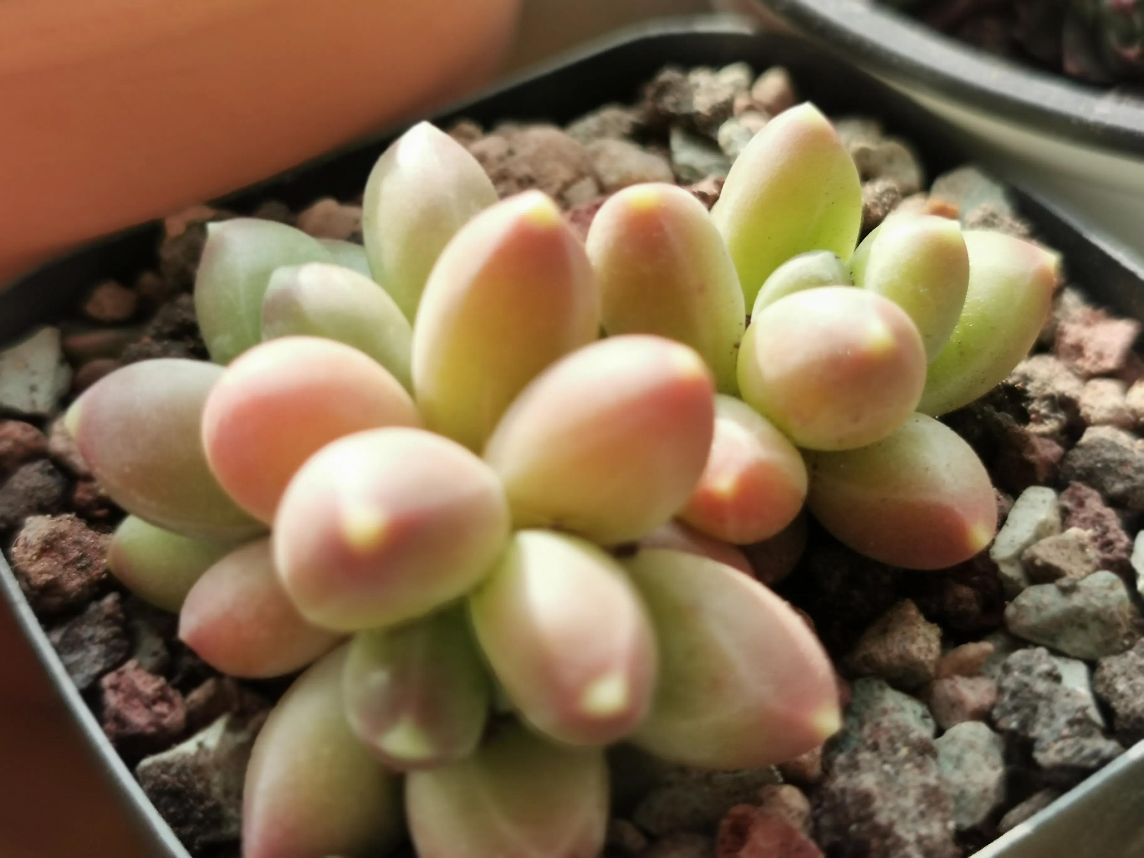 新购大单头多肉上盆,多肉品种大全大集合