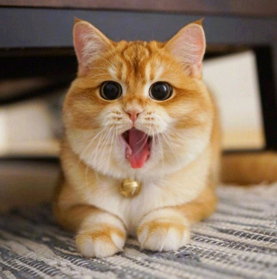 有些人家里养了非常多的猫咪,很多人都养猫咪的原因