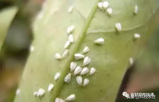 8月份果树植保管理技术要点,8月不努力9月徒伤悲