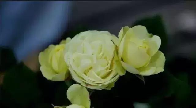 100种玫瑰品种图鉴大全,100种玫瑰品种图解