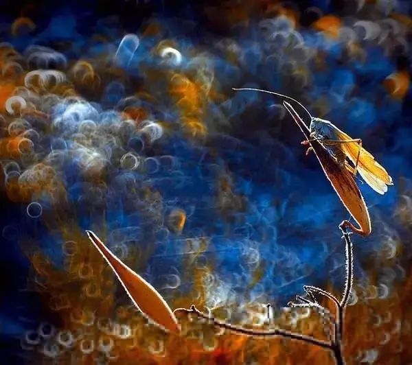 绝美花朵摄影佳作,波兰花朵摄影作品欣赏