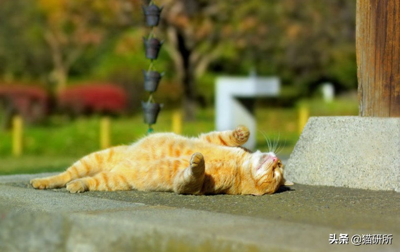 猫咪中暑急救,猫防中暑最好的方法