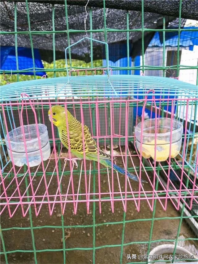 梨木台景林农家院,梨木台景林农家院直播