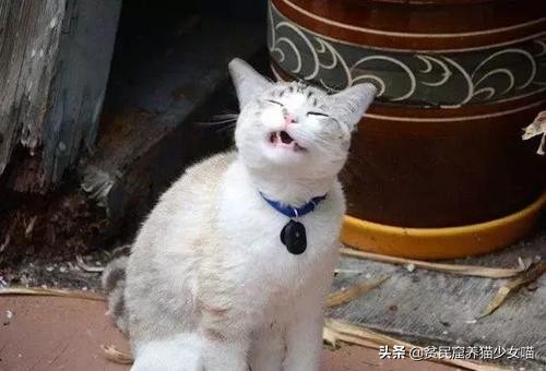猫咪的小喷嚏可能存在大问题,铲屎关门千万不要掉以轻心