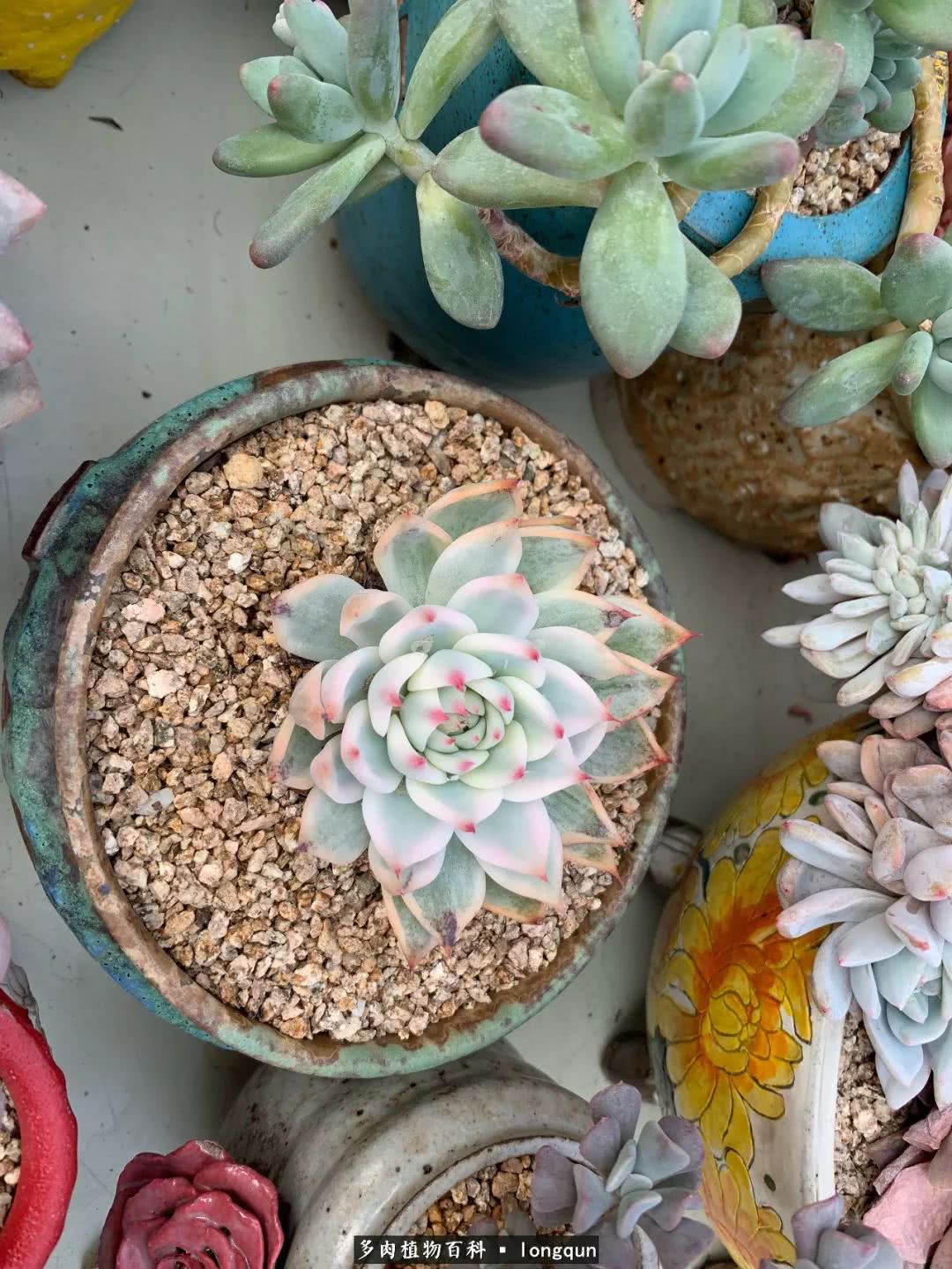 肉叔带你走遍韩国多肉大棚,记一次精彩的采摘之旅