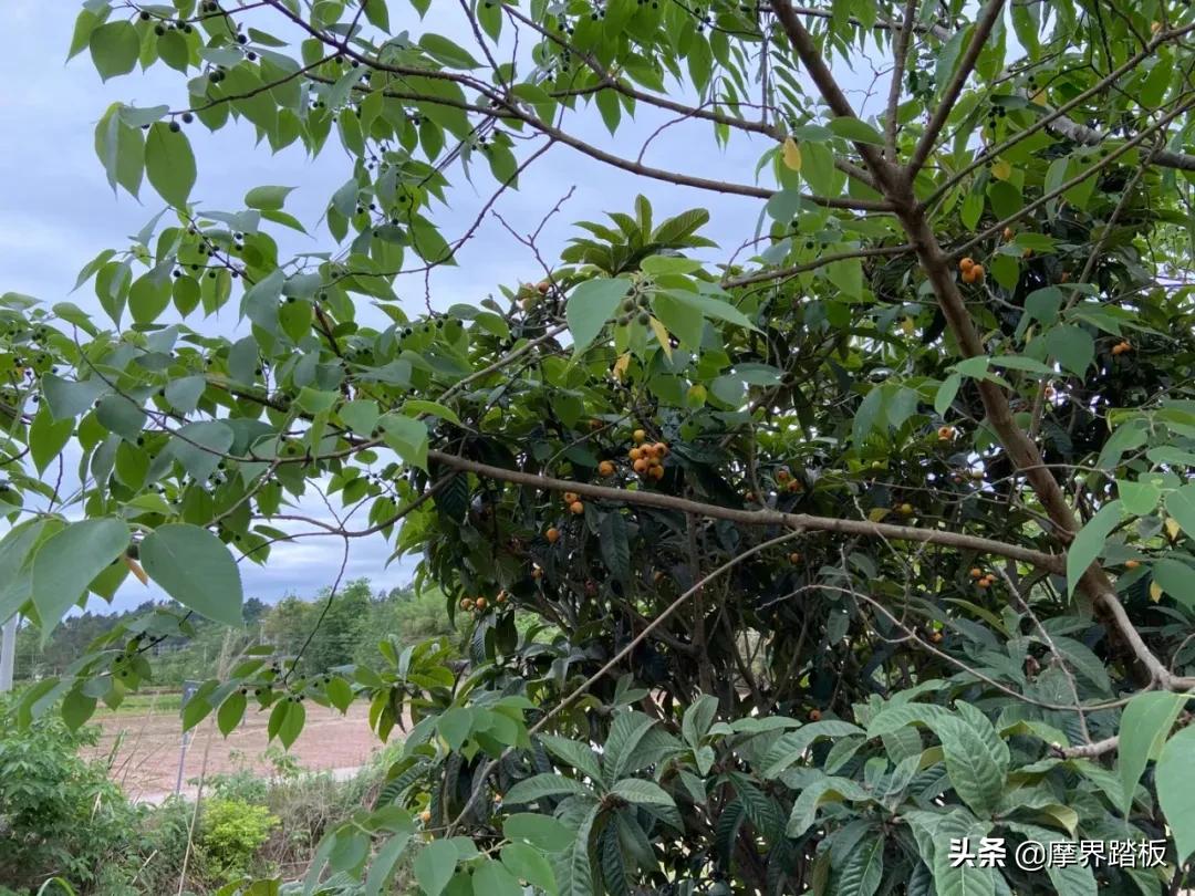 吕文广全部视频,吕文广浙江