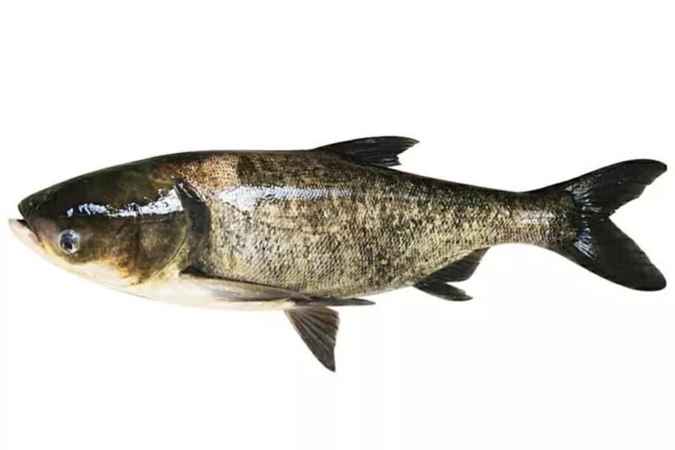 怀孕以后这6种鱼孕妈少吃为好,孕妇禁忌四种鱼