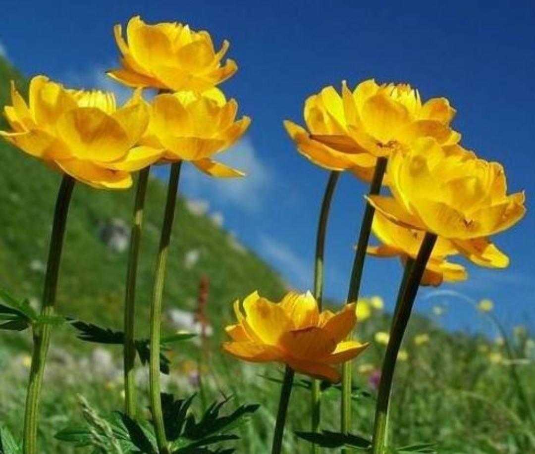 金莲花长什么样,植物百科月季花