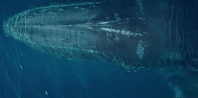 豆瓣9.8分悬疑大片,窥探电视剧豆瓣评分