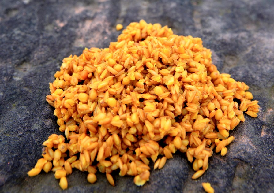 鲫鱼白条打窝,野钓鲫鱼避免白条闹窝饵料