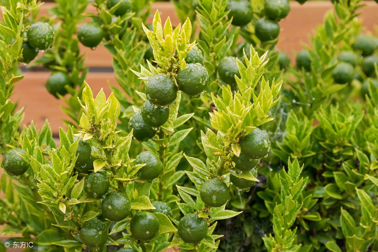 自家种的橘子为什么不甜,自家种的桔子很酸怎么办