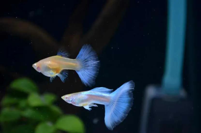 怎么快速给观赏鱼养水,观赏鱼鱼缸养水要求高