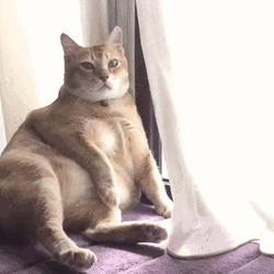 喵星人会得什么病,有什么方法能让猫咪不孕不育