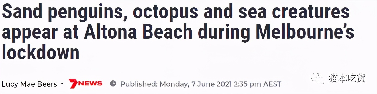 墨尔本两只相互依偎的企鹅,墨尔本小企鹅