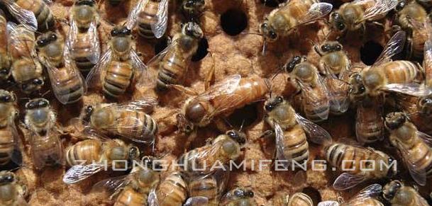 蜜蜂养殖技术培训高级教程,蜜蜂养殖技术视频取蜂蜜